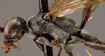 Media type: image;   Entomology 13633 Aspect: head frontal view 3